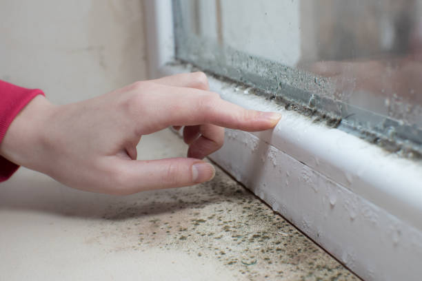 Best Comprehensive Air Testing for Mold Contaminants  in West Memphis, AR
